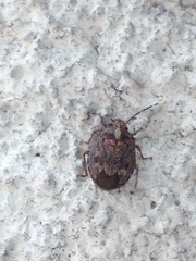 Antiteuchus tripterus