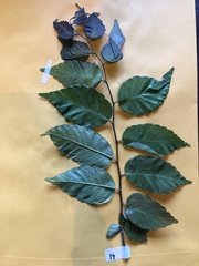 Zelkova sinica