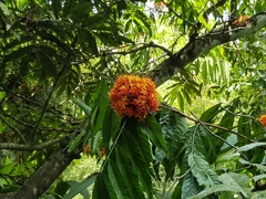 Saraca asoca