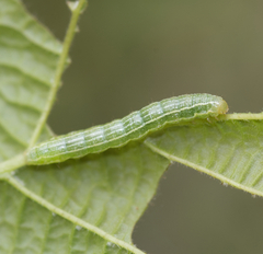 Cosmia trapezina