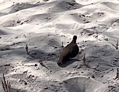 Petrophassa albipennis