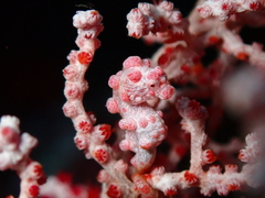 Bargibant's Seahorse photo 4