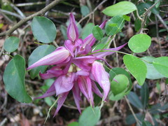 Arthroclianthus