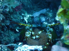 Odontodactylus scyllarus