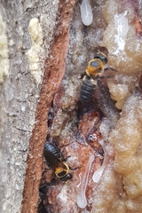 Callomegachile