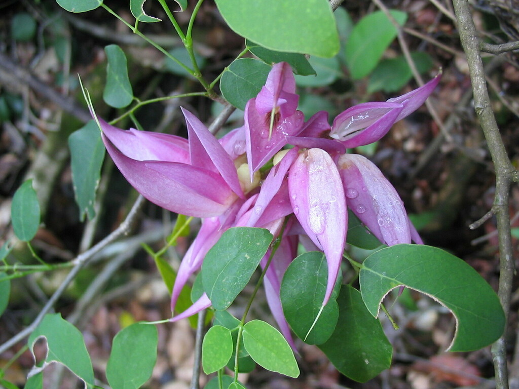 Arthroclianthus balansae