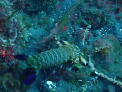 Odontodactylus scyllarus