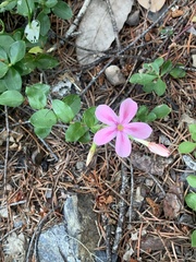Phlox adsurgens