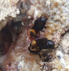 Callomegachile