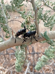 Pycnopsis brachyptera