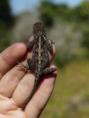 Agama mossambica