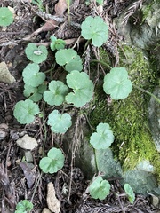 Hydrocotyle nepalensis