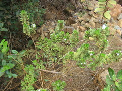 Cyclophyllum