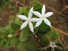 Cyclophyllum