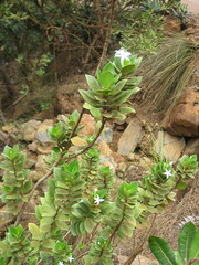 Cyclophyllum