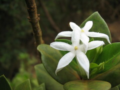Cyclophyllum