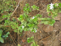 Cyclophyllum