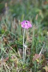 Primula farinosa