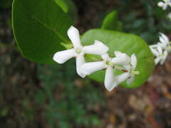 Ixora collina