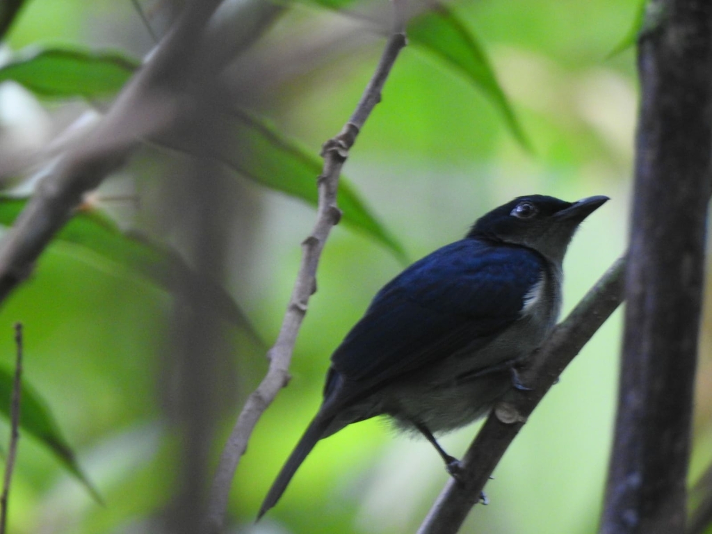 Black Berrypecker photo