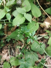Galium asperuloides hoffmeisteri