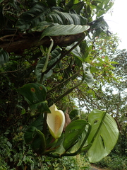 Monstera tuberculata