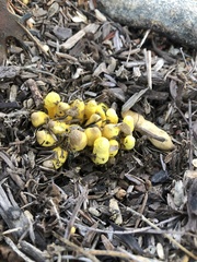 Leucocoprinus birnbaumii