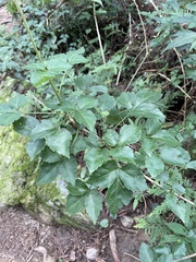 Eleutherococcus trifoliatus setosus