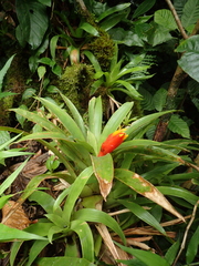 Guzmania nicaraguensis