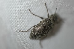 Epitragodes tomentosus