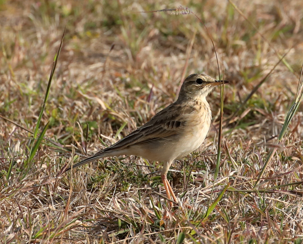 African Pipit illustration
