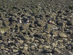 Charadrius bicinctus