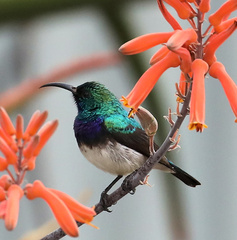 White-Bellied Sunbird photo 2