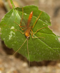 Ophion luteus