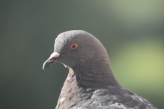 Columba livia domestica