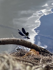 Calopteryx splendens