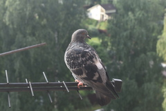 Columba livia domestica