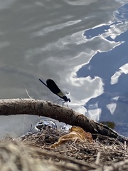 Calopteryx splendens