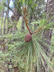 Pinus yunnanensis