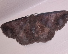 Astygisa metaspila
