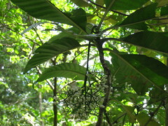 Psychotria calothyrsa