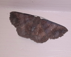 Astygisa metaspila