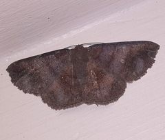 Astygisa metaspila