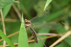 Ascalohybris subjacens