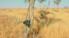 Haloxylon persicum