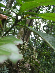 Psychotria calothyrsa