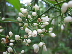 Psychotria calothyrsa