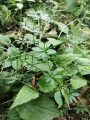 Galium asperuloides hoffmeisteri