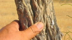 Haloxylon persicum
