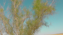 Haloxylon persicum